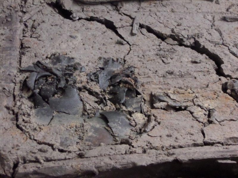 Unieke archeologische vondst geopend